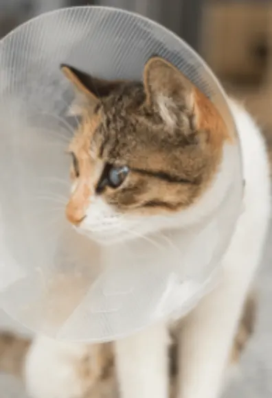 Cat Wearing a Cone